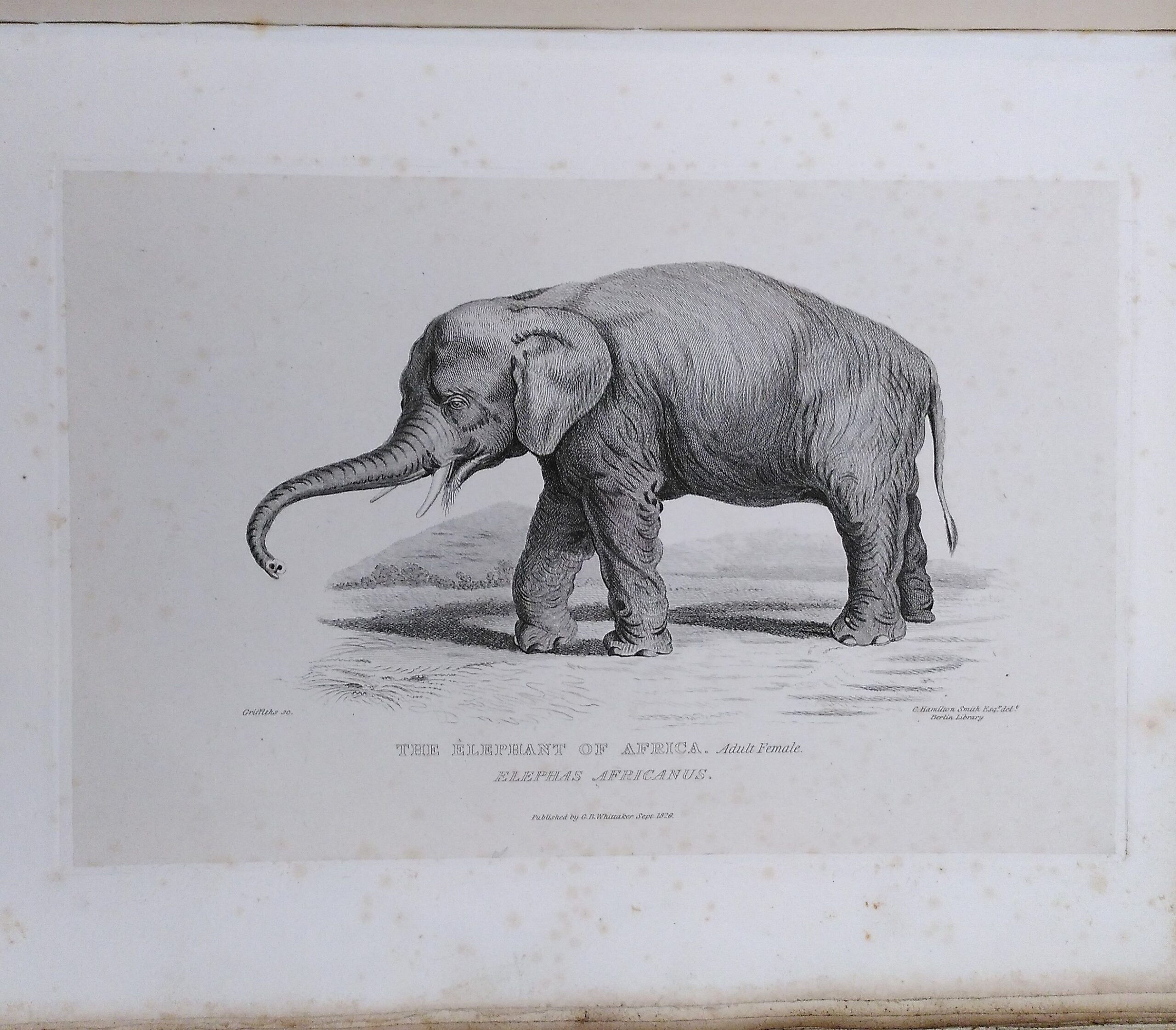 Thai Elephant Drawing Stock Illustrations – 1,057 Thai Elephant Drawing  Stock Illustrations, Vectors \u0026 Clipart - Dreamstime, image size:2560x2242