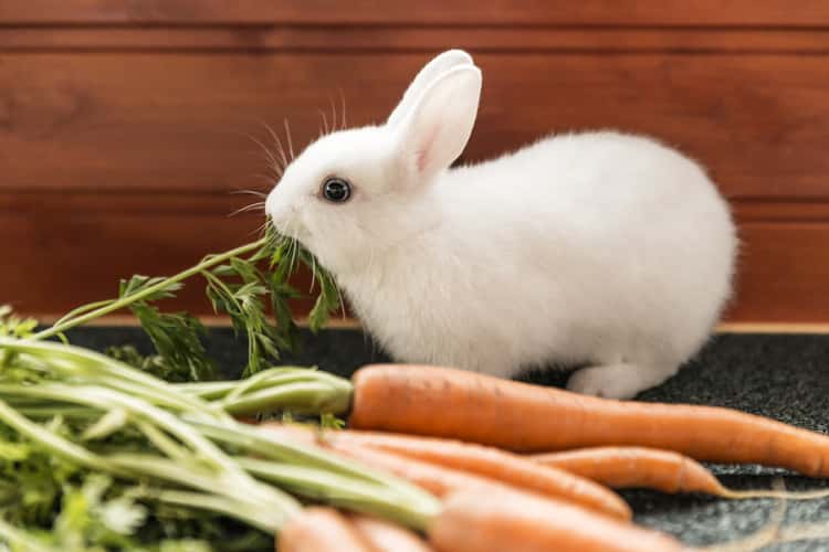 Best sales rabbit food